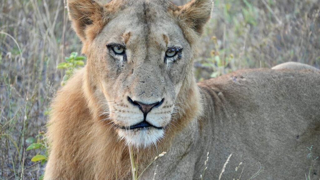 Kruger National Park