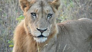 Kruger National Park