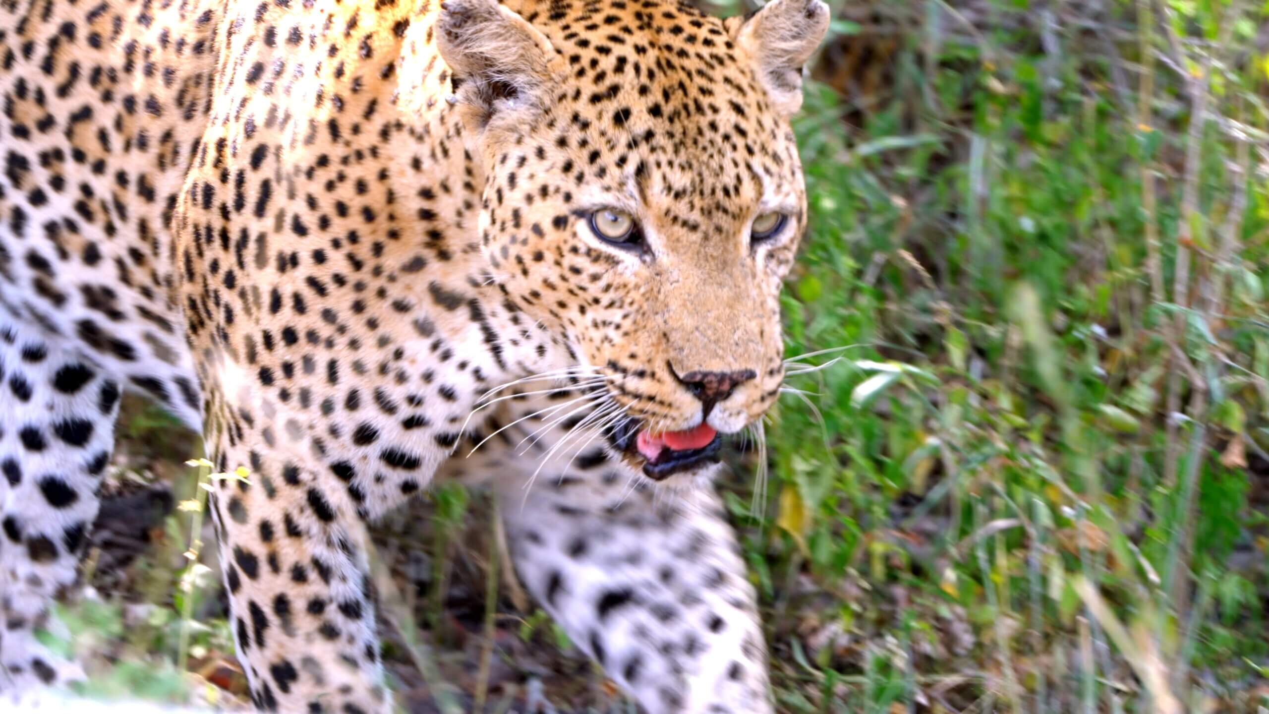 Leopardo en Parque Nacional Kruger
